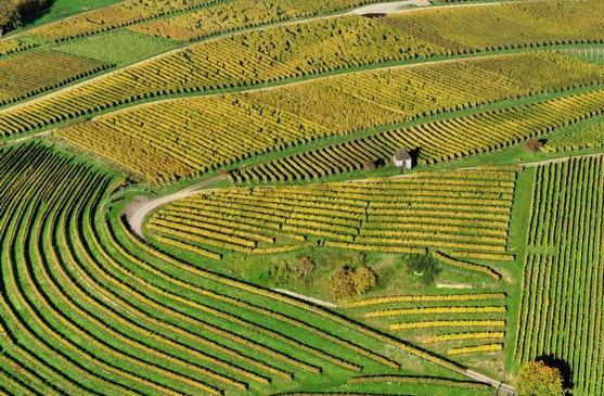 Galician vineyards